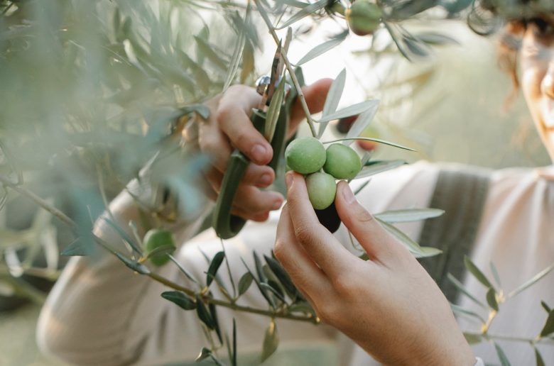Farm Solution: Portfolio cutting olive in farm